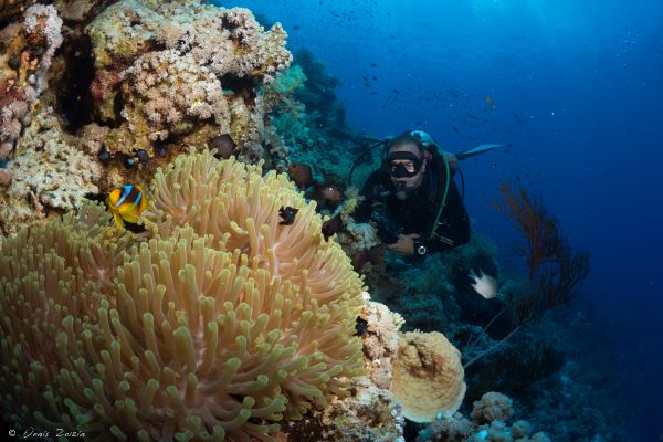 Woodhouse Reef - Sites de plongée à Tiran