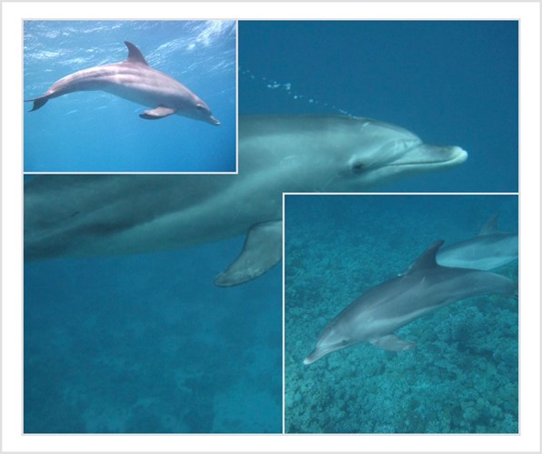 The curious reasons why dolphins play