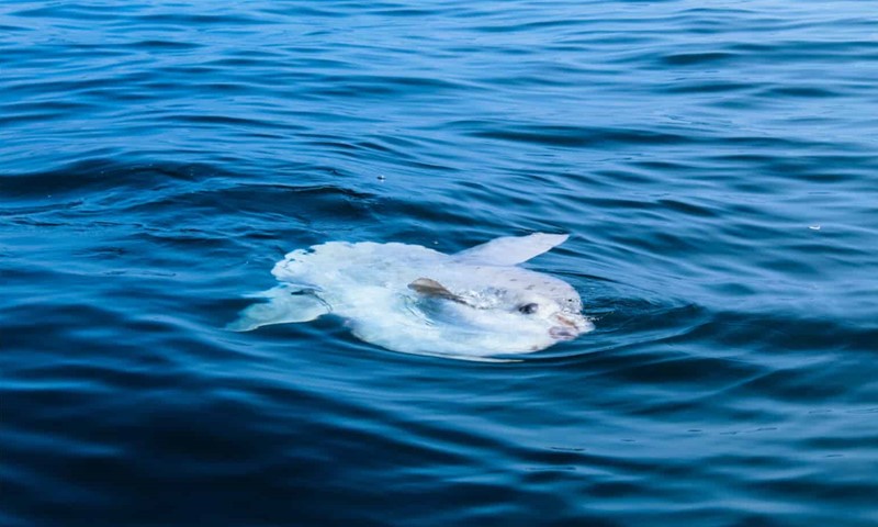  Mola Mola (Ocean Sunfish)