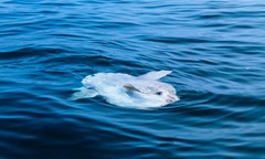 The Mola Mola (Ocean Sunfish)