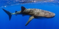 Der Hai-Bewusstseins-Tag wird gefeiert: Tauchen in Sharm El Sheikh